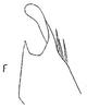 Pygofer, dorsal view: !! display not done !! on Menosoma Ball, 1931: pygofer, ventrally. (Observation).