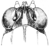 Tettigidea lateralis lateralis (Say, 1824): Fig. 163. male, head, dorsal view. (Otu).