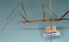 Clonaria capemontana Brock, 2007: holotype female, head and thorax (also data) (SAMC). (Otu).
