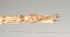 CollectionObject 1561390; NHMUK(SF IMPORT DUPLICATE) 844825, 560149b4-3360-49ab-8557-bd60154a60db: copyright Natural History Museum, London. female: end of abdomen, dorsal view of Necroscia zeuxis (syntype). (CollectionObject).