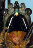 Moncheca pretiosa Walker, 1869: female head, frontal view (Costa Rica, Puntarenas, Osa Peninsula). (Otu).