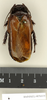 CollectionObject 1572992; 0ae5bc94-0836-4129-a085-36df6d1bdd19: Copyright Natural History Museum, London. Non-type (adult male) in BM(NH). Dorsal view. (CollectionObject).
