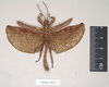 CollectionObject 1561348; NHMUK(SF IMPORT DUPLICATE) 845172-845173, 023e3109-caa2-4943-bf8c-569cbda484df: copyright Natural History Museum, London. male of Prisopus berosus (syntype). (CollectionObject).