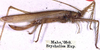 female, lateral view (lectotype). Depicts CollectionObject 1517457; 03f2a632-b221-4447-b443-9db73b3bf16f, a CollectionObject.