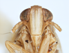 Head on Calbodus pallidulus Blanchard, 1852: (Observation).