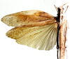 Lobosceliana haploscelis (Schaum, 1853): dorsal view. (Otu).