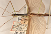CollectionObject 1594952; f15283ee-bda5-4f1e-9e00-9ea99600301a: copyright OUMNH. male: head & thorax, lateral view (paralectotype). (CollectionObject).