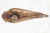 Habitus, dorsal view on Bladina gatunensis Kramer, 1976: (Observation).