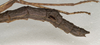 CollectionObject 1560921; NMW 890', aba16c1e-c374-4eaa-8fb3-7666e866ad54: copyright NMW, Vienna. female: end of abdomen, lateral view (syntype). (CollectionObject).