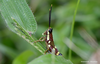 Mopla guttata Henry, 1940: male. (Otu).