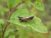 Omocestus (Dirshius) haemorrhoidalis haemorrhoidalis (Charpentier, 1825): male (South Korea). (Otu).