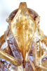 Head: (Observation).