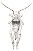 Sclerogryllus punctatus (Brunner von Wattenwyl, 1893): Pl. VI, Fig. 73 b. female (body length 10.6 mm, tegmina 3 mm). (Otu).