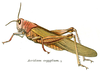 Anacridium aegyptium (Linnaeus, 1764): Pl. 7. female habitus. (Otu).