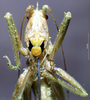CollectionObject 1528093; ee8c6e5f-fa31-4830-b6c1-ed62685e893a: male, frontal view (holotype). (CollectionObject).