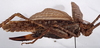 CollectionObject 1534533; ec74f7e7-3675-4fc2-ad14-1bdfdc7e5ae6: female, lateral view (type of Cecentromenus marmoratus). (CollectionObject).