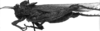 CollectionObject 1575374; 8793afd4-047f-4a3a-810d-46b661160fb1: Image Carbonell, C.S. male, lateral view (Ommexecha sommeri). (CollectionObject).
