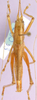 CollectionObject 1479292; edfc9b38-fd4a-4b83-ae59-84d8f4547697, cbt056s03: male, dorsal view. (CollectionObject).
