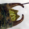 CollectionObject 1502848; 3dc3b618-22f7-4a01-9a22-5e6257f1a884: male cerci (paratype?). (CollectionObject).