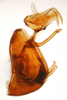 Pygofer, lateral view: !! display not done !! on Phyllodinus nervatus Van Duzee, 1897: (Observation).