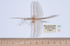 CollectionObject 1557785; 058a1922-a996-4f79-b99d-a3bbf6b99a3a: copyright NHMB, Basel. male, dorsal view (syntype). (CollectionObject).