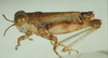 Microtmethis kuthyi Karny, 1910: male, lateral view. (Otu).