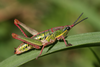 Parasphena teitensis Kevan, 1948: female (Taita Hills, 1715 m, grassy roadside). (Otu).
