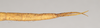 CollectionObject 1558547; 60a19b5b-98ed-4581-b16b-326a9354a656: copyright Natural History Museum, London. female: end of abdomen, dorsal view (syntype). (CollectionObject).;CollectionObject 1558548; 3181af4a-1fcb-427b-a9c6-e70ddf2ce114: copyright Natural History Museum, London. female: end of abdomen, dorsal view (syntype). (CollectionObject).