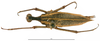 CollectionObject 1581855; d9dd3385-e52f-4cab-9ffb-828adf171e71: female, dorsal view (paratype). (CollectionObject).
