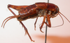 CollectionObject 1543580; c09a5c7d-a8fe-4bd8-82a0-0f708c3a7b88: male, lateral view (probably syntype). (CollectionObject).