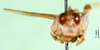 CollectionObject 1501097; efe52968-1711-46a1-afb2-ef995a47b521: male, frontal view (lectotype). (CollectionObject).