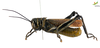 CollectionObject 1849152; e72b6abf-4127-4552-9b34-d3fa3abbe9bf, Unioeste Cascavel K-0563: Male. Lateral view. Code: K-0563. (CollectionObject).