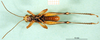 CollectionObject 1501275; 07ebf371-d528-4fae-b7e8-41d9ea5cc138: male, ventral view (syntype). (CollectionObject).