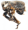 Habitus, lateral view: !! display not done !! on Phyllodinus nervatus Van Duzee, 1897: (Observation).