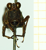 CollectionObject 1585890; de91a95c-4619-4162-8b40-ffcfbfd7a339: male, frontal view (syntype). (CollectionObject).
