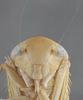 Head: !! display not done !! on Chlorotettix fallax Sanders & DeLong, 1922: Head/Face. (Observation).