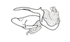 Eulampiacris leucoptera (Scudder, 1875): Fig. 167. phallic complex without epiphallus, lateral view. (Otu).