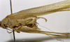 CollectionObject 1503389; MBBJ 3226044, 2204051e-64ea-4dbf-a344-1f9322e43240: male, lateral view. (CollectionObject).