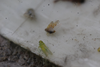 FieldOccurrence 3976; 735041ef-c901-4cc4-83ee-fb3c38dbe99b; United States: Illinois: Champaign
Urbana, IL, USA, 2025/07/26
Connor Ross: (FieldOccurrence).