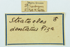 CollectionObject 1560809; 63ba205f-3633-48d6-bd92-d8cdaf227913: copyright ESALQ. male, data label (holotype). (CollectionObject).