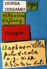 labels (syntype of Waehneriella paludicola). Depicts CollectionObject 1505225; 02fbf1a4-b63d-434d-a068-ddbfdc236ace, DORSA D002AM01, a CollectionObject.