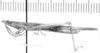 CollectionObject 1524421; 403ebf0d-c6b4-4d1a-a6cd-aa994bc60b32: male, lateral view (lectotype). (CollectionObject).