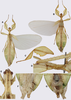 CollectionObject 1591398; e876f482-cc08-411f-9b74-aa19d6b21042: copyright RBINS, Brussels. male (holotype). (CollectionObject).