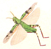 Aiolopus thalassinus thalassinus (Fabricius, 1781): Pl. II, Fig. 6. female (from Charpentier 1825). (Otu).