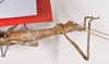 CollectionObject 1556991; c99f642c-06e2-4d37-a7d6-2016fad93fc7: copyright ZMB, Berlin. female: head & thorax, ventral view of Acanthoderus cornutus (syntype). (CollectionObject).;CollectionObject 1556992; 4054a909-f579-40f6-9dcc-72cb0887fbc8: copyright ZMB, Berlin. female: head & thorax, ventral view of Acanthoderus cornutus (syntype). (CollectionObject).