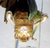 CollectionObject 1528094; 5f65651c-8f3a-44bc-b668-19249740fe77: male cerci (holotype). (CollectionObject).