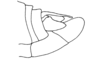 Lysacris festae (Giglio-Tos, 1898): Fig. 2. male abdomen tip, lateral view. (Otu).