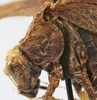 CollectionObject 1539801; f2065e3d-673c-41b6-81db-e433bb3e4acc: female pronotum, lateral view (holotype of permaculata). (CollectionObject).