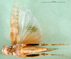 CollectionObject 1502317; 4732e691-dbbd-4167-aad3-6e0c64a416c7: female, ventral view (paratype of Thalpomena libyana). (CollectionObject).