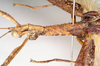 CollectionObject 1563497; NHMUK(SF IMPORT DUPLICATE) 844803, 3f611afb-eec3-4c50-a92f-80e6040aa20b: copyright Natural History Museum, London. female: head and thorax, lateral view of (paratype). (CollectionObject).